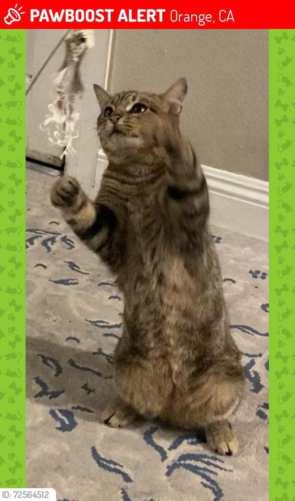 Lost Male Cat last seen Walnut and Batavia, Orange, CA 92868