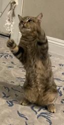 Lost Male Cat last seen Walnut and Batavia, Orange, CA 92868