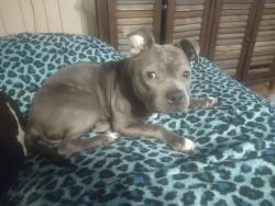 Lost Female Dog last seen 53rd st and columbus ave  anderson,IN. 46013, Anderson, IN 46013