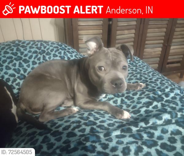 Lost Female Dog last seen 53rd st and columbus ave  anderson,IN. 46013, Anderson, IN 46013
