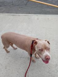 Lost Female Dog last seen Avalon and alondra, Compton, CA 90220