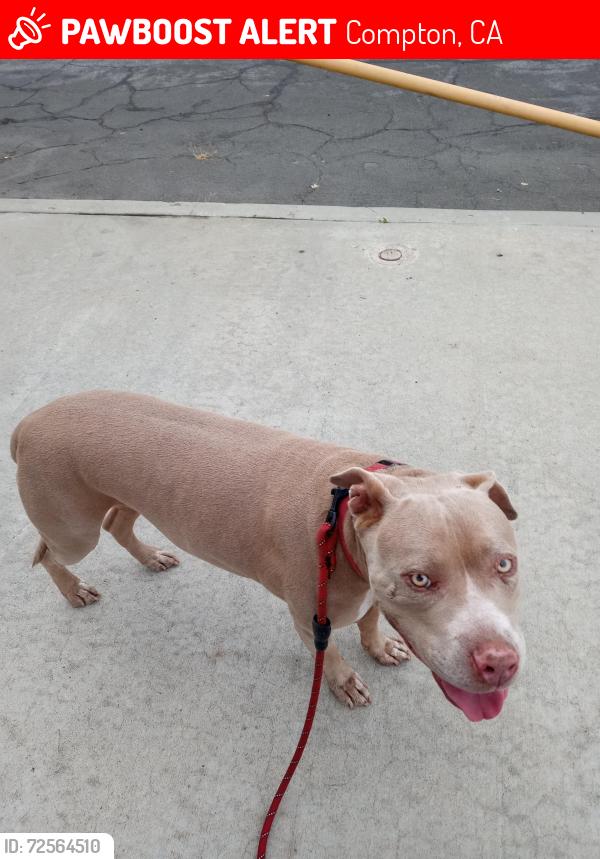 Lost Female Dog last seen Avalon and alondra, Compton, CA 90220