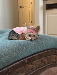 Lost Female Dog last seen Creston Cove Brandon ms , Brandon, MS 39042