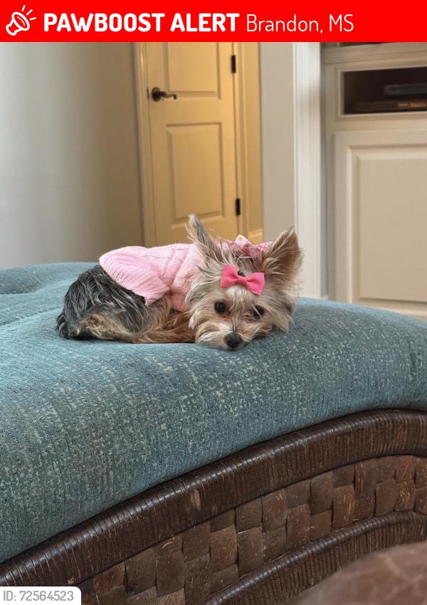 Lost Female Dog last seen Creston Cove Brandon ms , Brandon, MS 39042