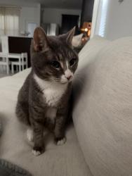 Lost Female Cat last seen tabebuia oaky winter garden fl, Horizon West, FL 34787