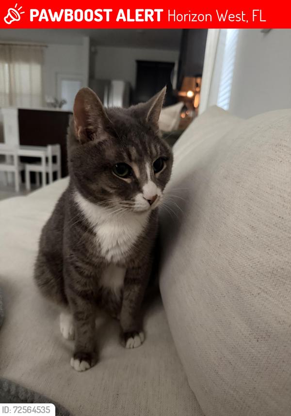 Lost Female Cat last seen tabebuia oaky winter garden fl, Horizon West, FL 34787