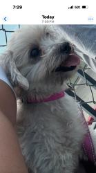 Lost Female Dog last seen Los Ángeles st. And Clark , Los Angeles, CA 90012