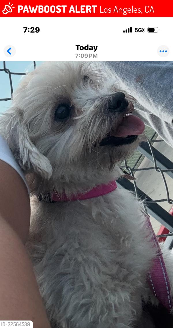 Lost Female Dog last seen Los Ángeles st. And Clark , Los Angeles, CA 90012