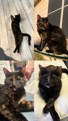 Lost Female Cat last seen Walmart on Avondale Haslet Road , Fort Worth, TX 76052