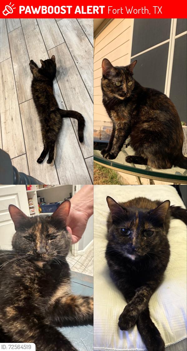 Lost Female Cat last seen Walmart on Avondale Haslet Road , Fort Worth, TX 76052