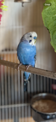 Lost Unknown Bird last seen North Minnesota Avenue Glendora, Glendora, CA 91741