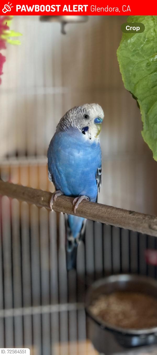 Lost Unknown Bird last seen North Minnesota Avenue Glendora, Glendora, CA 91741