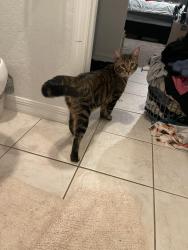 Lost Male Cat last seen Kemper drive, Hudson, FL 34667