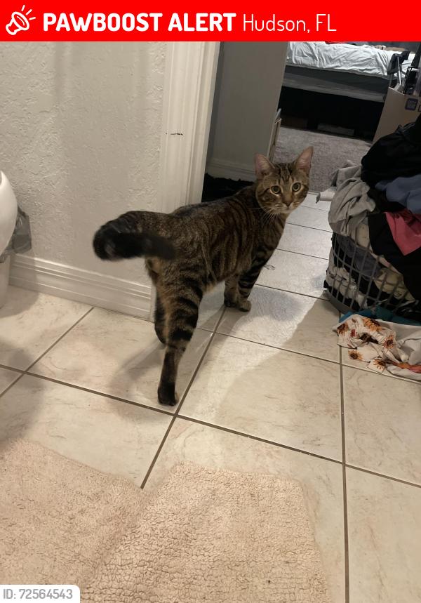 Lost Male Cat last seen Kemper drive, Hudson, FL 34667