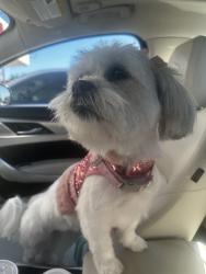 Lost Female Dog last seen Midhurst Drive, Forney, TX (DEVONSHIRE), Kaufman County, TX 75126