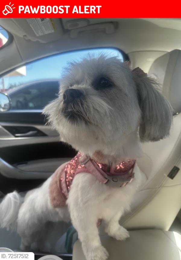 Lost Female Dog last seen Midhurst Drive, Forney, TX (DEVONSHIRE), Kaufman County, TX 75126