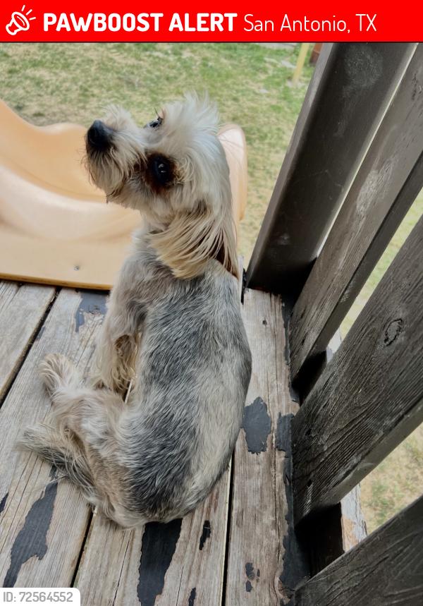 Lost Female Dog last seen Greenway and Green Grass Dr, San Antonio, TX 78223