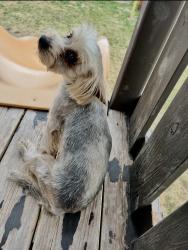 Lost Female Dog last seen Greenway and Green Grass Dr, San Antonio, TX 78223