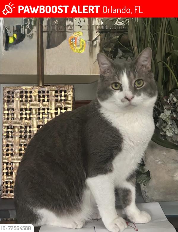 Lost Male Cat last seen John Adams Way and Rouse Rd, Orlando, FL 32817