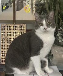 Lost Male Cat last seen John Adams Way and Rouse Rd, Orlando, FL 32817