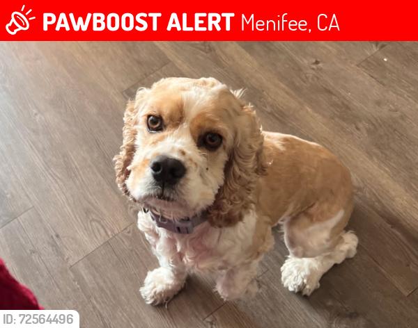 Lost Female Dog last seen Lazy creek between McGalliard Rd and Greenhill Dr , Menifee, CA 92586