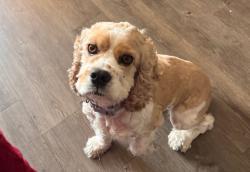 Lost Female Dog last seen Lazy creek between McGalliard Rd and Greenhill Dr , Menifee, CA 92586