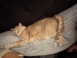 Lost Male Cat last seen Watsonville Rd, Morgan Hill, CA 95037
