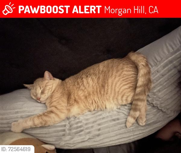 Lost Male Cat last seen Watsonville Rd, Morgan Hill, CA 95037