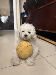 Lost Male Dog last seen Aldine mail route Rd,  John F Kennedy BLVD, Houston, TX 77039