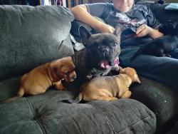 Lost Female Dog last seen Hudson, Meadowbrook , Merced, CA 95348