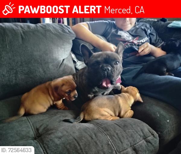Lost Female Dog last seen Hudson, Meadowbrook , Merced, CA 95348