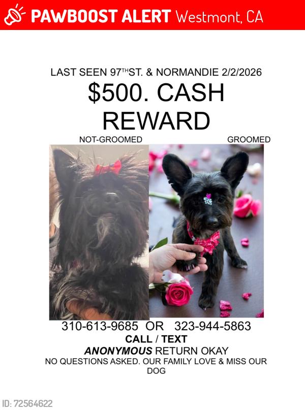 Lost Female Dog last seen 97th and Normandie, Westmont, CA 90047