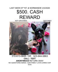 Lost Female Dog last seen 97th and Normandie, Westmont, CA 90047