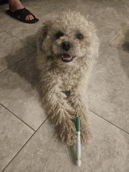 Lost Male Dog last seen Near ave y glenrosa, Phoenix, AZ 85037