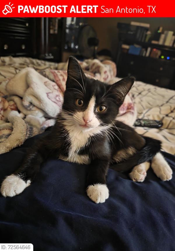 Lost Male Cat last seen Stable Trail and Stable Knoll, San Antonio, TX 78249