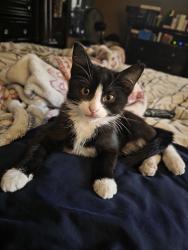 Lost Male Cat last seen Stable Trail and Stable Knoll, San Antonio, TX 78249