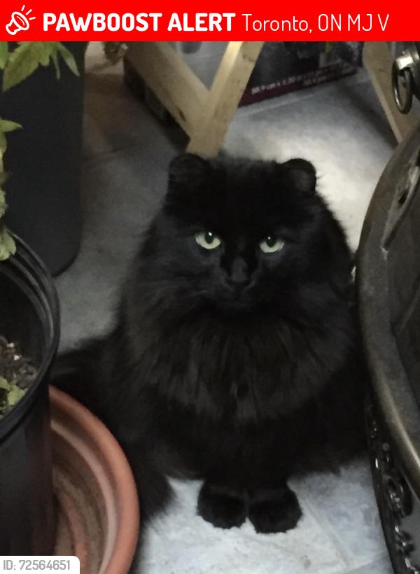Lost Female Cat last seen Pleasantview community centre, Van Horne, Serpia, Edmonton, Victoria park, warfield, Lucifer, Toronto, ON M2J 2V3
