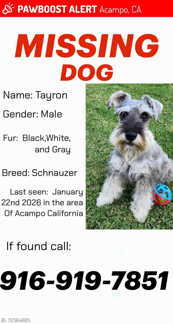Lost Male Dog last seen Forest Lake y lower sacramento , Acampo, CA 95220