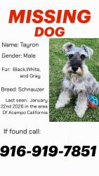 Lost Male Dog last seen Forest Lake y lower sacramento , Acampo, CA 95220