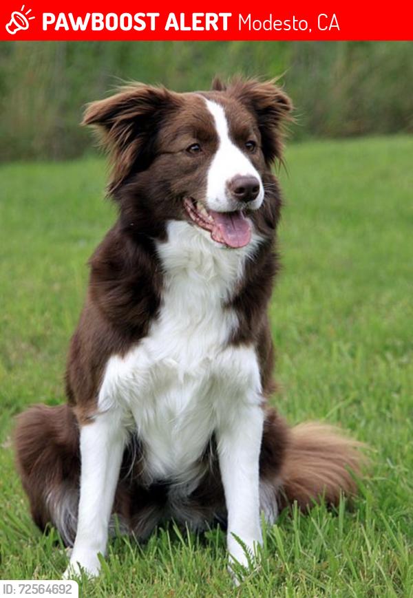 Lost Female Dog last seen Plainview & Sylvan, Modesto, CA 95355
