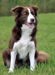 Lost Female Dog last seen Plainview & Sylvan, Modesto, CA 95355