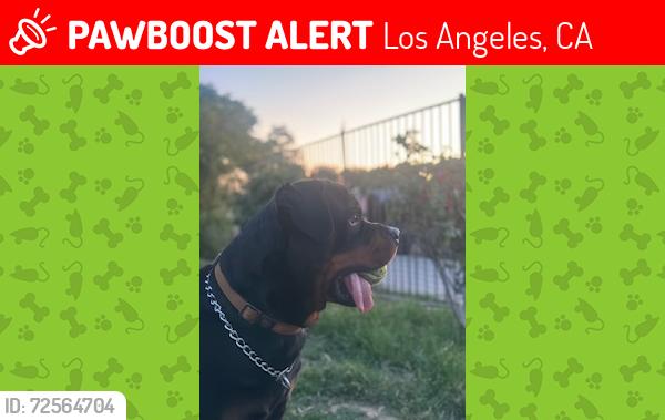 Lost Male Dog last seen Van Nuys and Kewen Pacoima , Los Angeles, CA 91331
