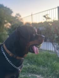 Lost Male Dog last seen Van Nuys and Kewen Pacoima , Los Angeles, CA 91331