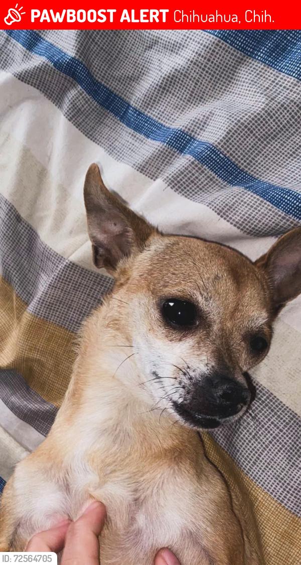 Lost Female Dog last seen Near de febrero al sur de la ciudad de chihuahua , Chihuahua, Chih. 31066