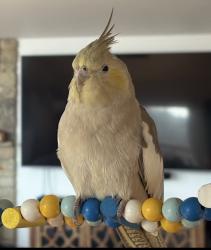 Lost Female Bird last seen Hutch Mtn Rd & Howard Gap Rd, Fletcher, NC 28732