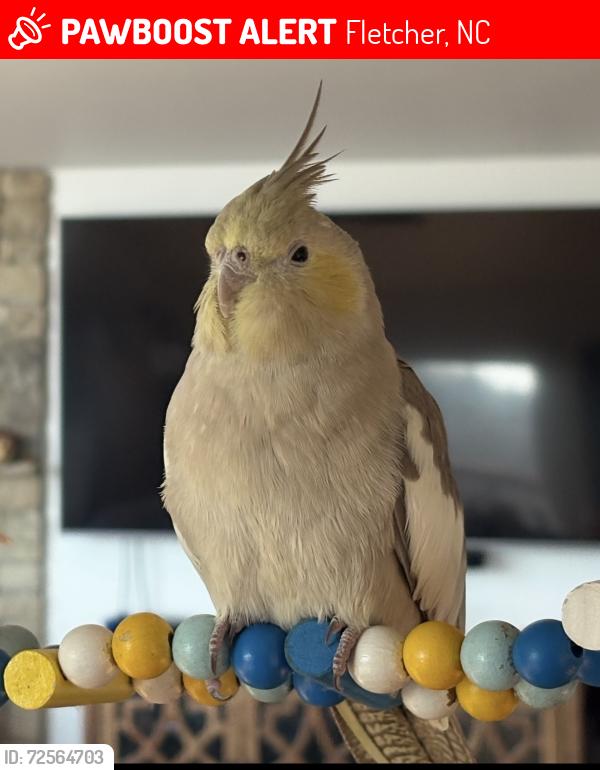 Lost Female Bird last seen Hutch Mtn Rd & Howard Gap Rd, Fletcher, NC 28732