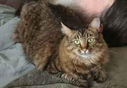 Lost Female Cat last seen 83rd Tbird(hses lined up behind lowes), Peoria, AZ 85381