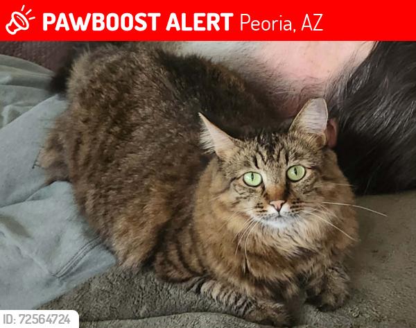 Lost Female Cat last seen 83rd Tbird(hses lined up behind lowes), Peoria, AZ 85381