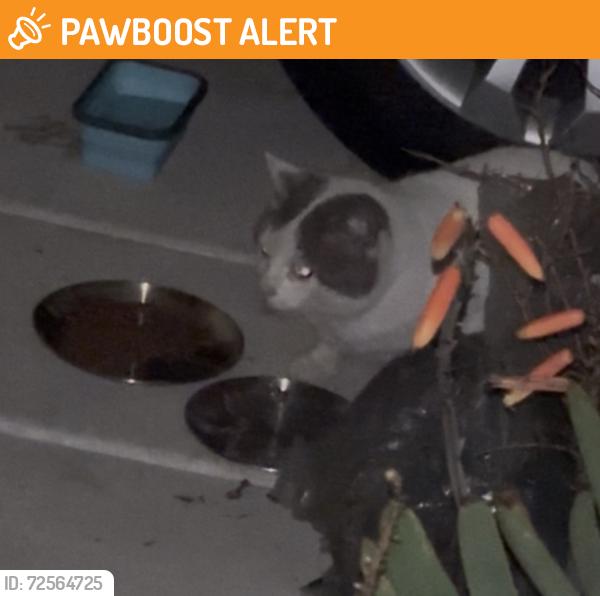 Found/Stray Unknown Cat last seen Goldenwest & Heil, Huntington Beach, CA 92647