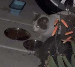 Found/Stray Unknown Cat last seen Goldenwest & Heil, Huntington Beach, CA 92647